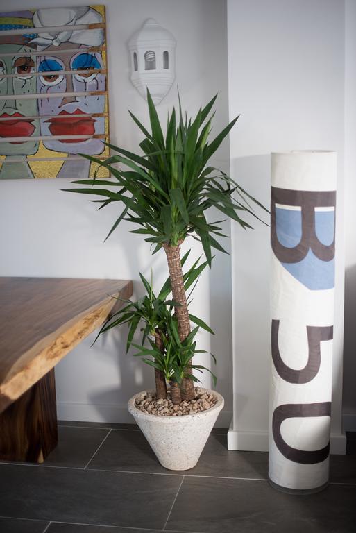 קורלחו Drago Homes מראה חיצוני תמונה